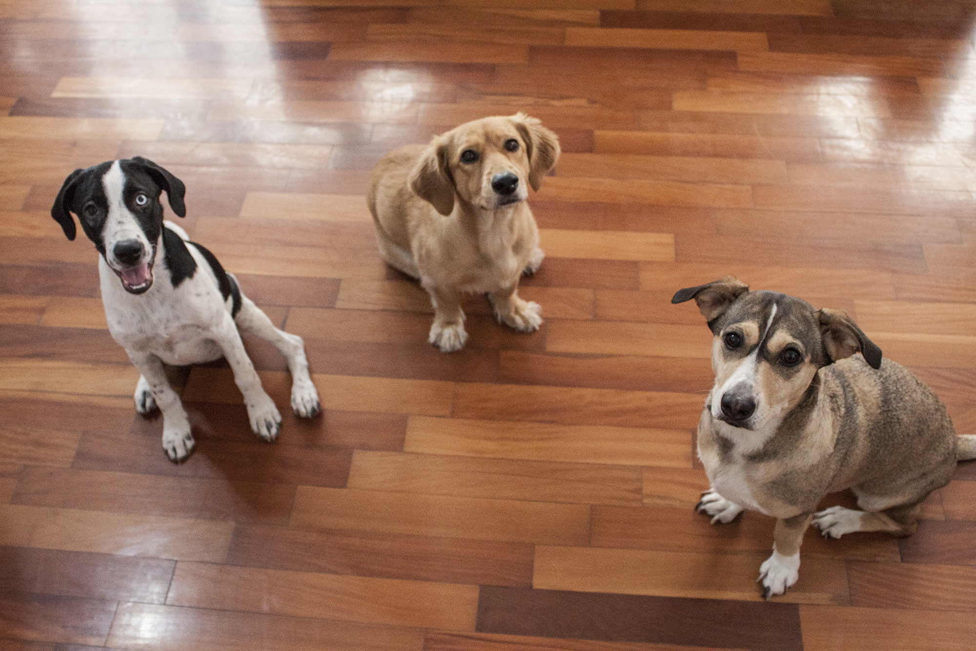 Mascotas en una oficina de comunicación: ¿Por qué elegimos ser pet friendly?