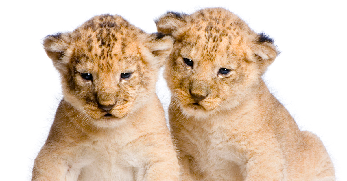 Influencers: el nuevo león de Cannes Lions
